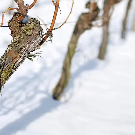 Weinquartier Bad Koesen 65 Qm Kueche Parkplatz Terrasse Weinbergsblick Appartamento Naumburg (Saale)